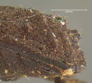 Media type: image;   Entomology 924 Aspect: elytra